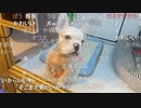 【暗黒放送】ピンクの店に行く放送　その５【ニコ生】