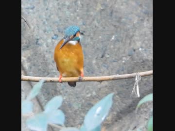カワセミのカニ歩きが可愛い