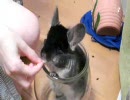 チンチラ４