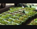 菜園：シカが食べた後は臭いですね！どうするか？2023年1月11日