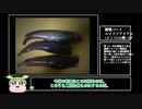 寒くても堤防で投げ釣り【VOICEROIDフィッシング】