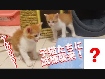 保護子猫5姉妹、始めての試練が訪れる