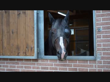 ウオッカと見るヴェルサイユの破壊神　タニノギムレット