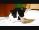 子猫たちの頑張る様子を上から見つめる叔母猫おチビ