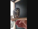 モーニングルーティン：Owl's morning routine