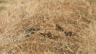 スズメに似た野鳥　カワラヒワとタヒバリ