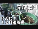 ベランダ家庭菜園を始めよう にんにく １２月追肥編