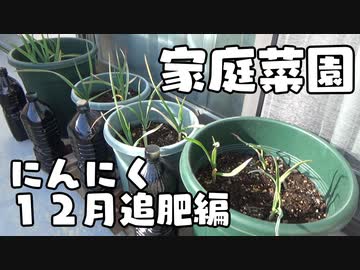 ベランダ家庭菜園を始めよう にんにく １２月追肥編