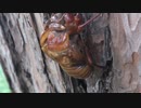 アンノウンXのアレンジしようとしてチンドン屋みたいな下地だけ出来たやつ
