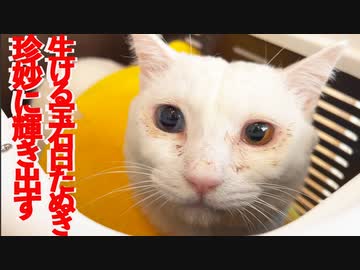 生きる宝石の白たぬき、4畳半部屋で迷子になる