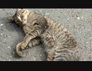 cat_2023-01-12