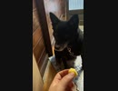 リンゴをいい音でもぐもぐ食べるうちの犬
