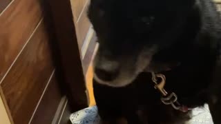 リンゴをいい音でもぐもぐ食べるうちの犬