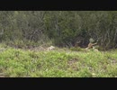 ホモと学ぶ害獣駆除