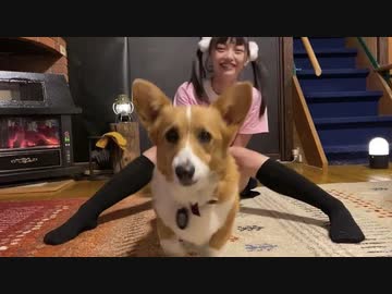 【美脚】おねえさんとコーギー