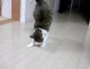 猫城主ころくさまのきろく　その6：ジャックナイフ！