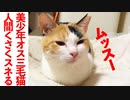 美少年オス三毛猫、スネて顔がぶんむくれる