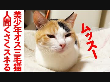 美少年オス三毛猫、スネて顔がぶんむくれる