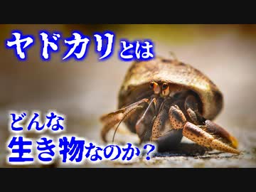 ヤドカリとはどんな生き物なのか？／その生態や習性について【ゆっくり解説】