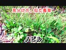 【ぴ】野草ノビルの見分け方と似た毒草と無限ループ栽培方法　自給自足