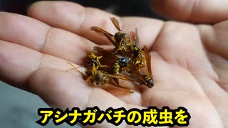 超大物YouTuber宅のハチの巣採って飼って食う