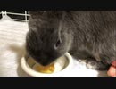 【ネザーランド】おやつのゼリーにぴちゃぴちゃご満悦【うさぎ】