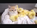 ネコとアヒル