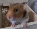 トイレの覚えさせ方