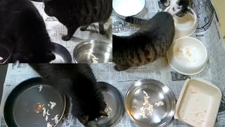 今週のおやつ（本隊）【蒼民家の猫々】