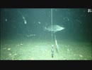 ≡ 新型 潜水ウェブカメラ × ​釣り針 ≡ 公開TEST放送(第二夜)の２分間切り抜き録画