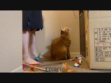 猫「引っ越しの準備を開始する！！」
