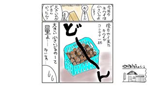 【第94回】早朝雪散歩とピコピコハンマーとパキラその後②とキウイ