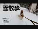【第95回】夕方雪散歩と日暮のドッグランと保護ガラスと銀杏