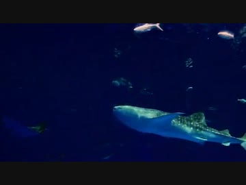 歌ってみた　【ひとり水族館】　わたし