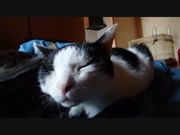 つちのこ寝