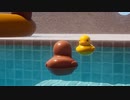 あゝ、昼下がり3分【Placid Plastic Duck Simulator ゆっくり実況プレイ】