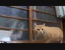 【注】コイツは野良猫です