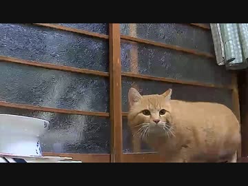 【注】コイツは野良猫です