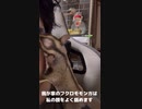 【 #フクロモモンガ 】ご主人は顔出ししないの？！ #おはモモンガ #蜜袋鼯 #슈가글라이더 #フクモモ #sugerglider #モモンガ #shorts