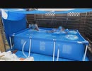 INTEX インテックス 大型プール 3m×2m×75cm   大人も泳げますよ！オススメです。夏だ！No1