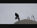 カラスがひとなき