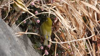 脚を滑らせた鳥