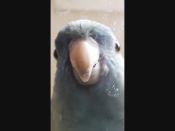 恐竜に食べられる体験