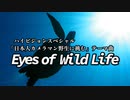 オリジナル曲「Eyes of Wild Life」 番組テーマ曲 原曲MIDIデータ SC-8850
