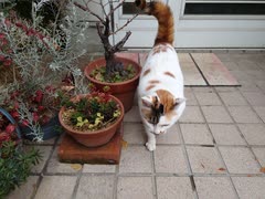 【地域猫】犬小屋在住しのぶちゃん(女の子)をもふる