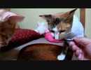 子猫の離乳食を明日に控え、今まで頑張った母猫にご褒美