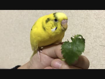 結び三つ葉
