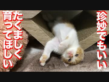 お嬢様保護子猫たち、珍妙に目覚める