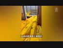 死因も死者数もデタラメ