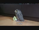 フクロウと追いかけっこ：chasing an owl